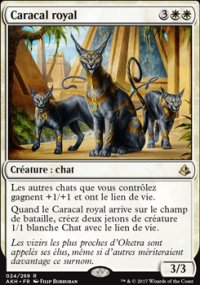 Caracal royal - 