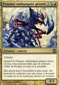 Punaise embusquée géante - 