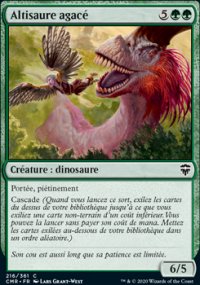 Altisaure agacé - 