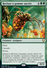 Recluse à gomme sucrée - 