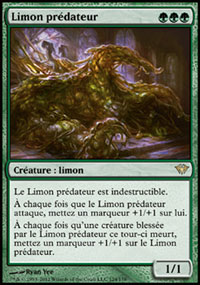 Limon prédateur - 