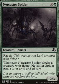 Araignée lanceuse de rets - 