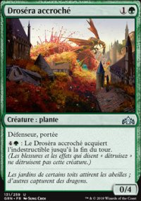 Droséra accroché - 