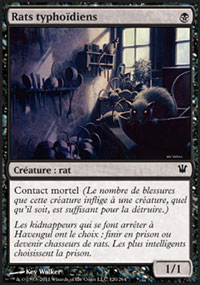 Rats typhodiens - 