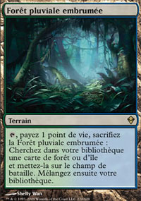 Forêt pluviale embrumée - 
